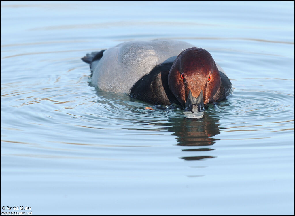 Common Pochard male, Behaviour