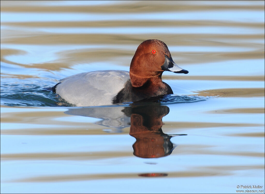 Common Pochard male, Behaviour