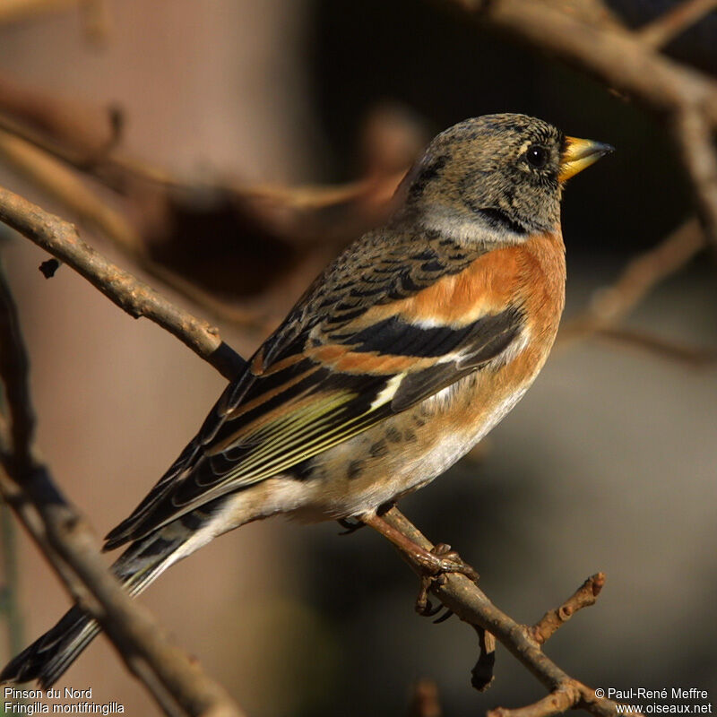 Bramblingadult