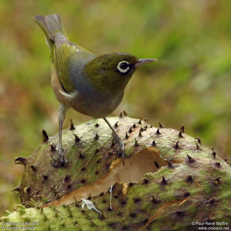 Zostérops à dos gris
