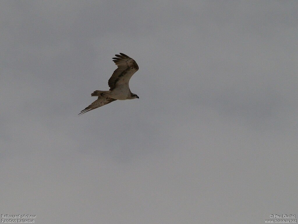 Balbuzard pêcheur