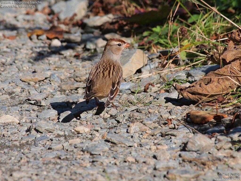 White-crowned Sparrowjuvenile