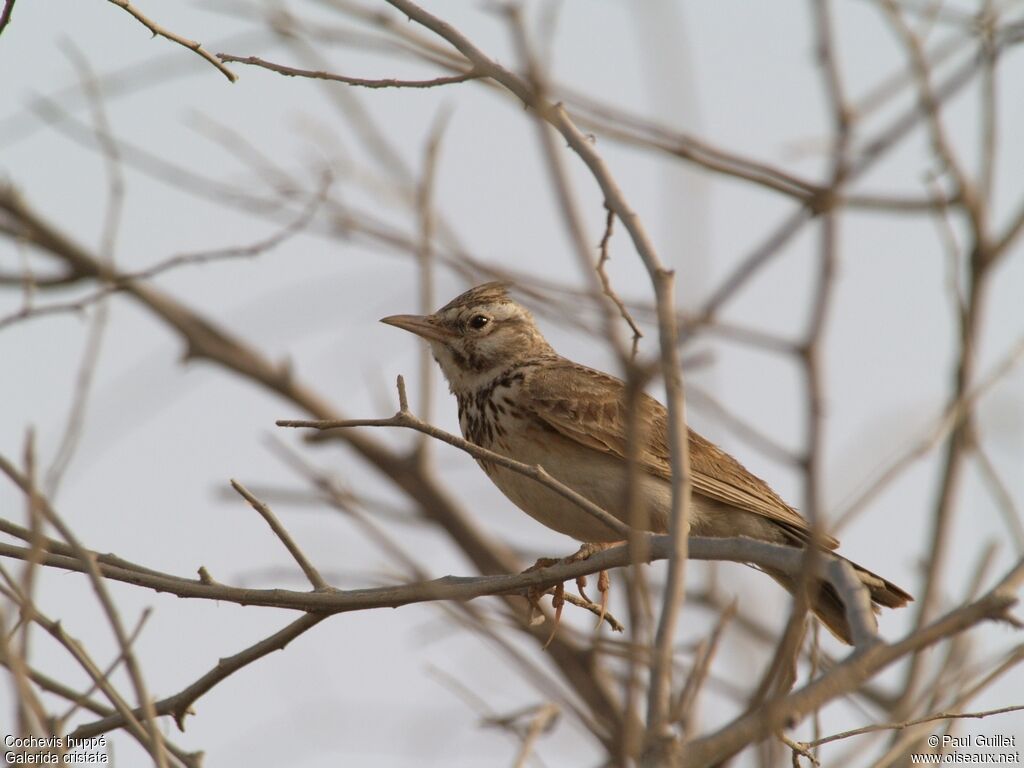 Cochevis huppé