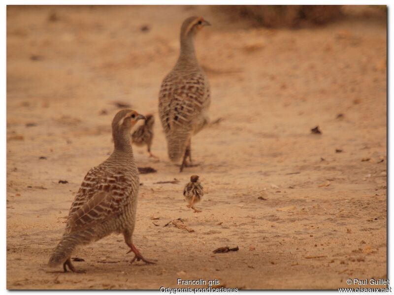 Francolin gris adulte, Comportement