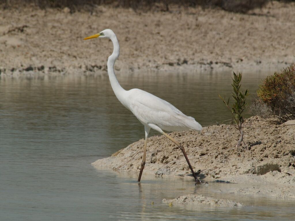 Great Egret