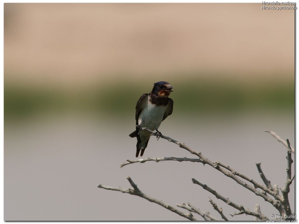 Hirondelle rustique