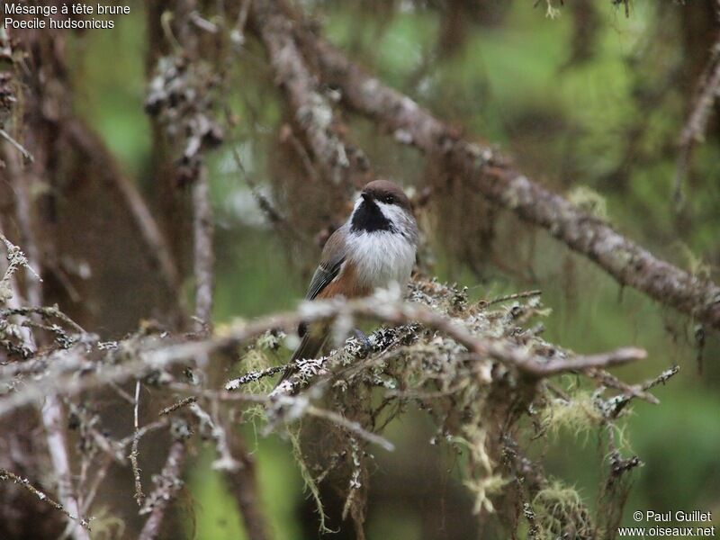 Mésange à tête brune