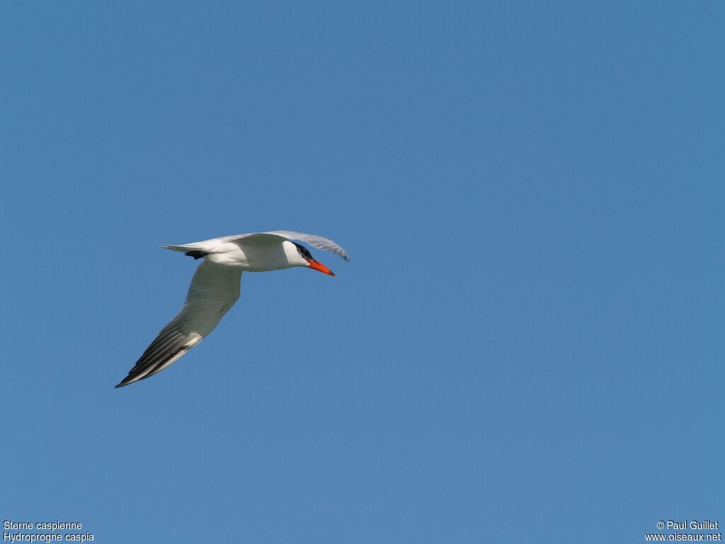 Caspian Tern