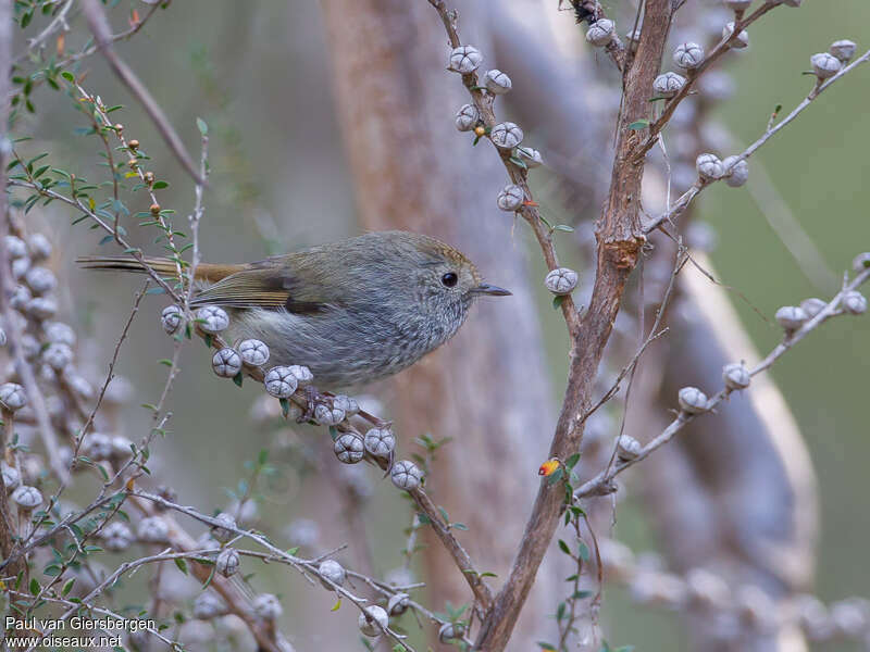 Acanthize de Tasmanieadulte, identification