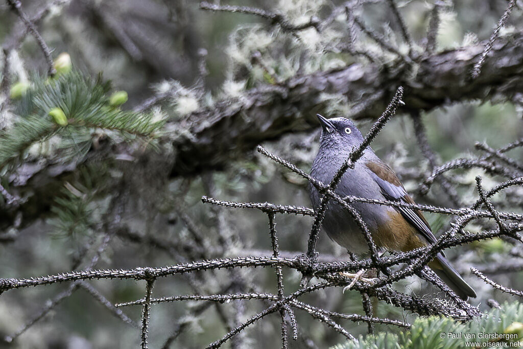 Maroon-backed Accentoradult