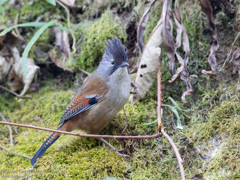 Actinodure de Waldenadulte, identification