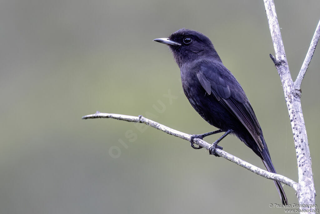 Ada à ailes blanches mâle adulte