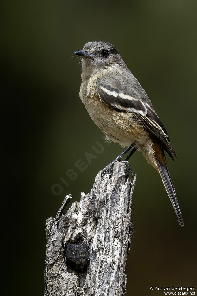 Ada à ailes blanches femelle adulte