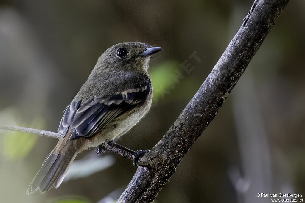 Amazonian Black Tyrant female adult