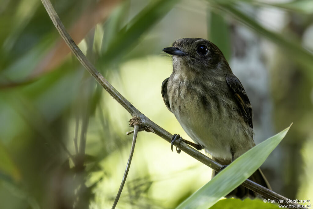 Amazonian Black Tyrant female adult