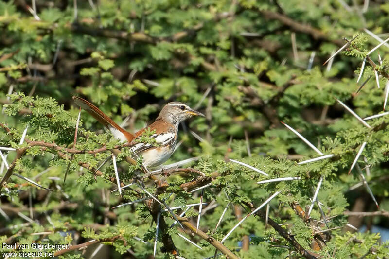 Agrobate à dos rouxadulte, habitat