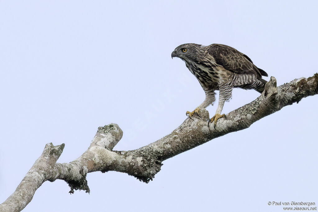 Aigle de Pinskeradulte