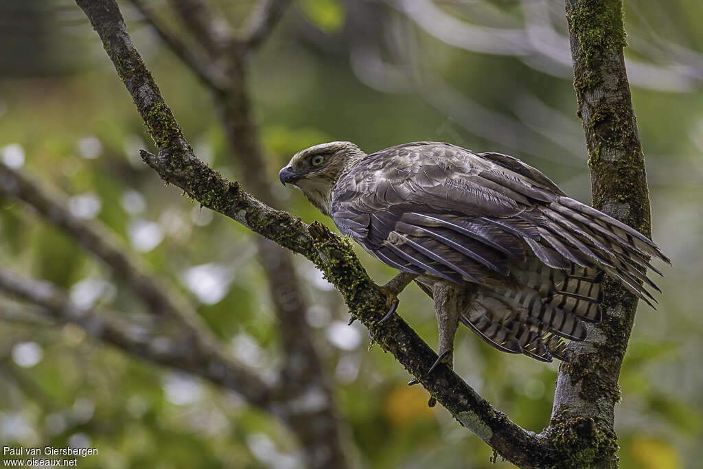 Aigle des Philippinesadulte