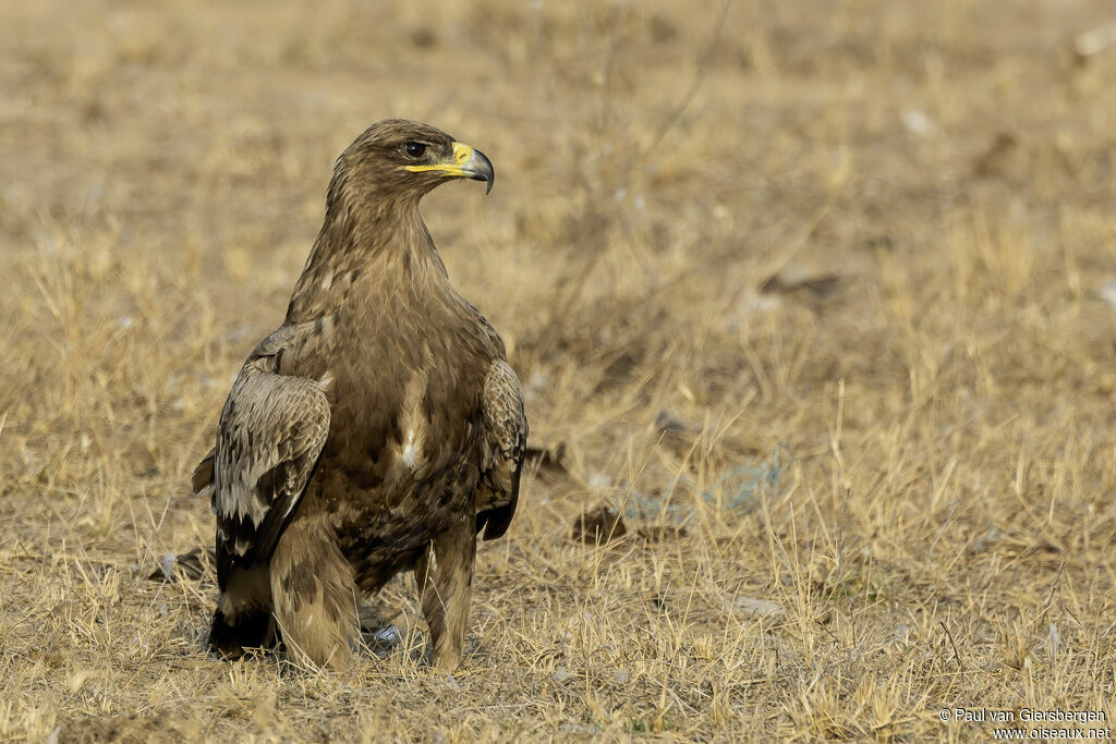 Aigle des steppesadulte