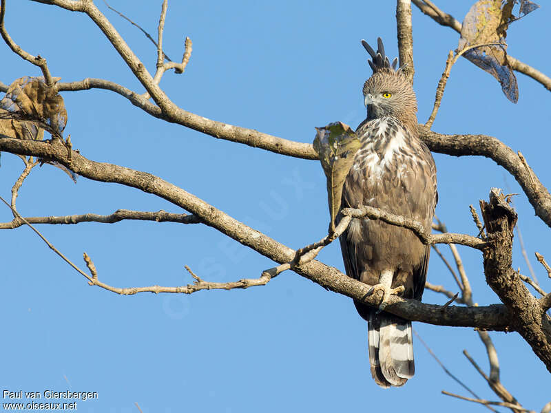 Changeable Hawk-Eagleadult, habitat, pigmentation