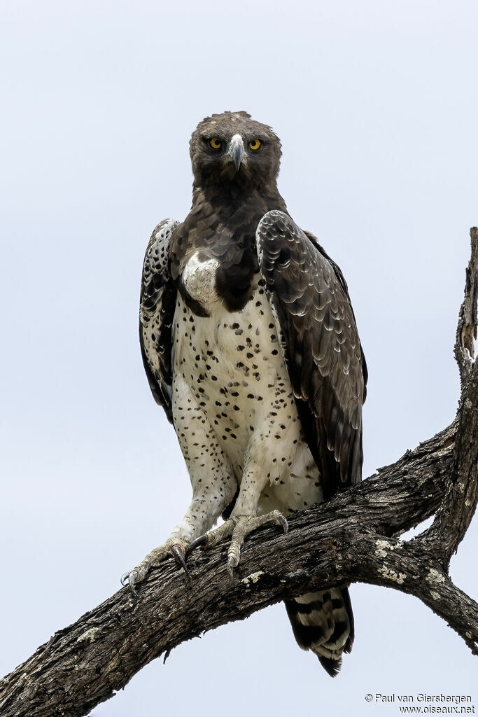Aigle martialadulte