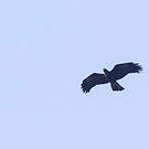 Aigle noir