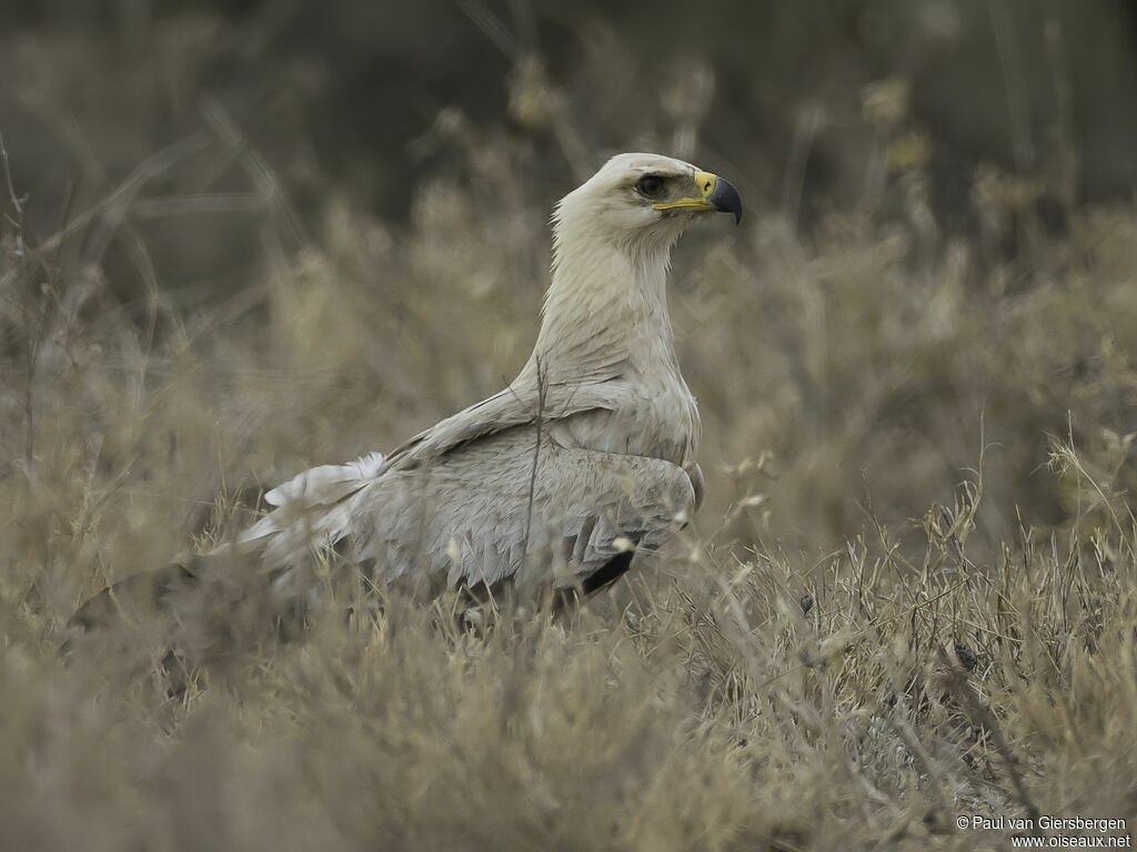 Tawny Eagle