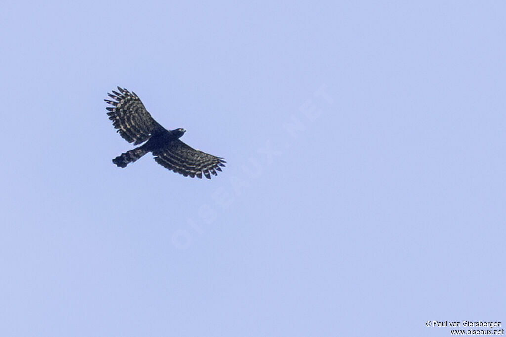 Aigle tyran