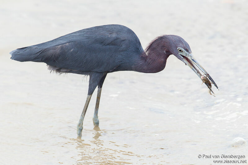 Aigrette bleue