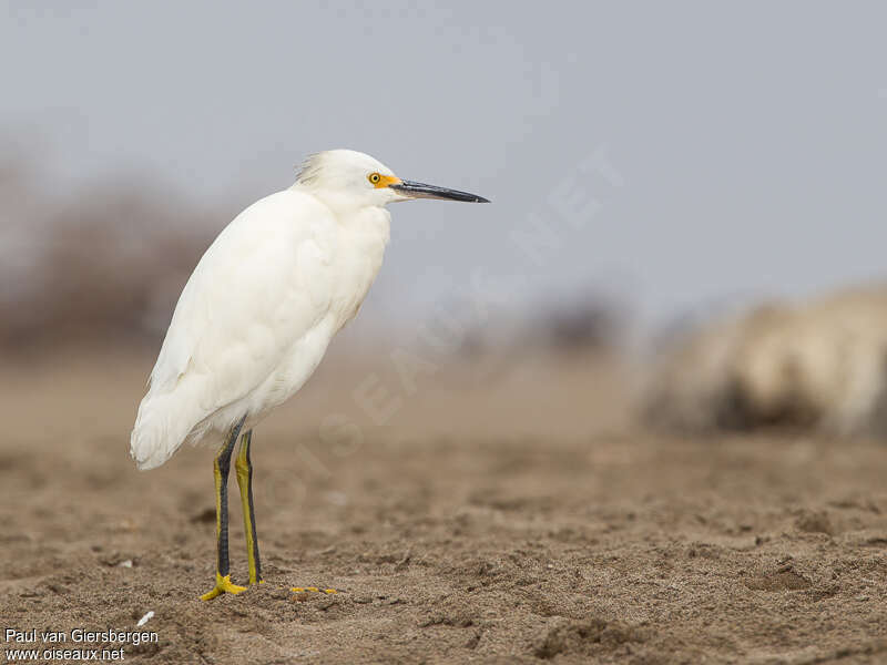 Aigrette neigeuseadulte internuptial, identification, pigmentation