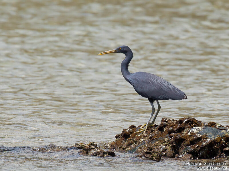 Aigrette sacrée