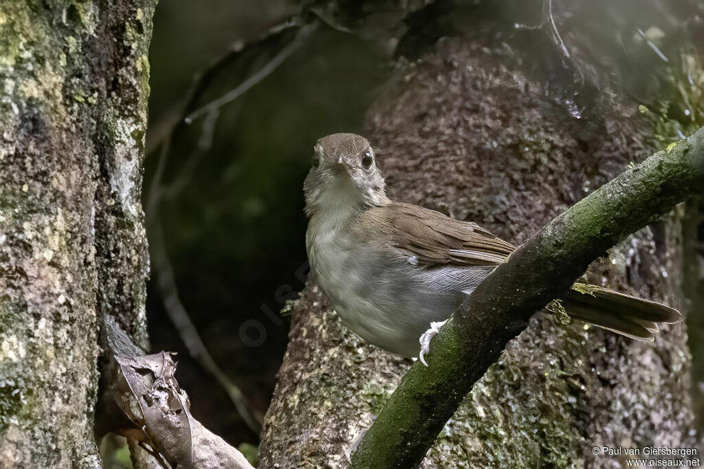Akalat à ailes roussesadulte