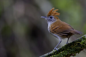 Alapi à huppe rousse