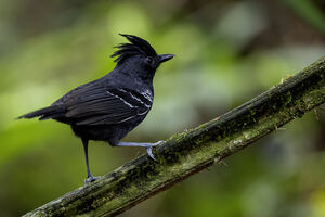 Alapi à huppe rousse