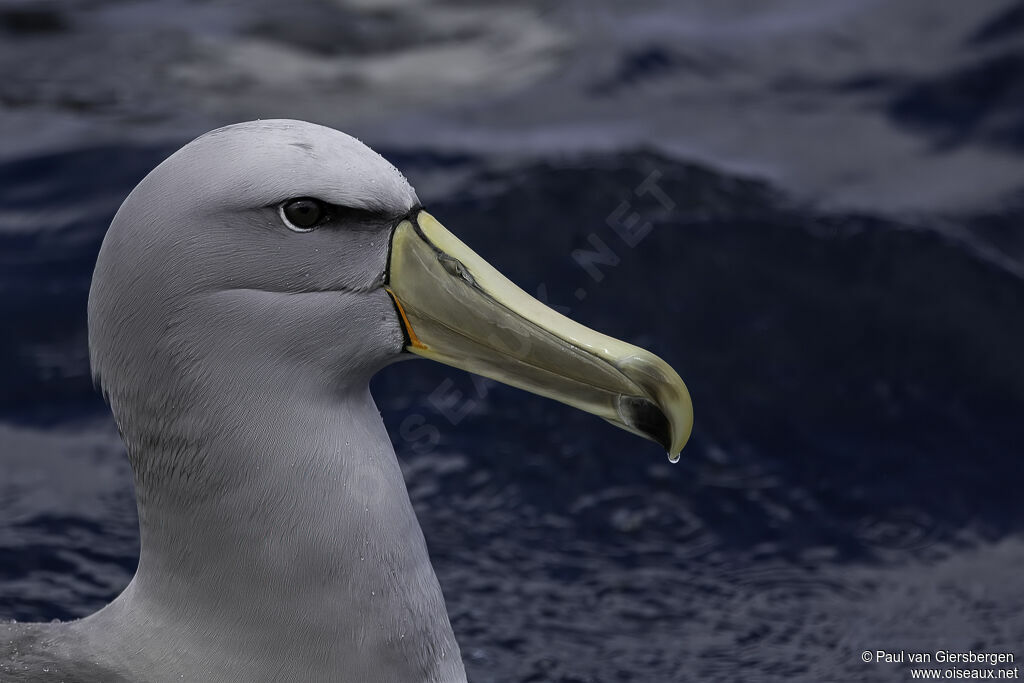 Albatros de Salvin
