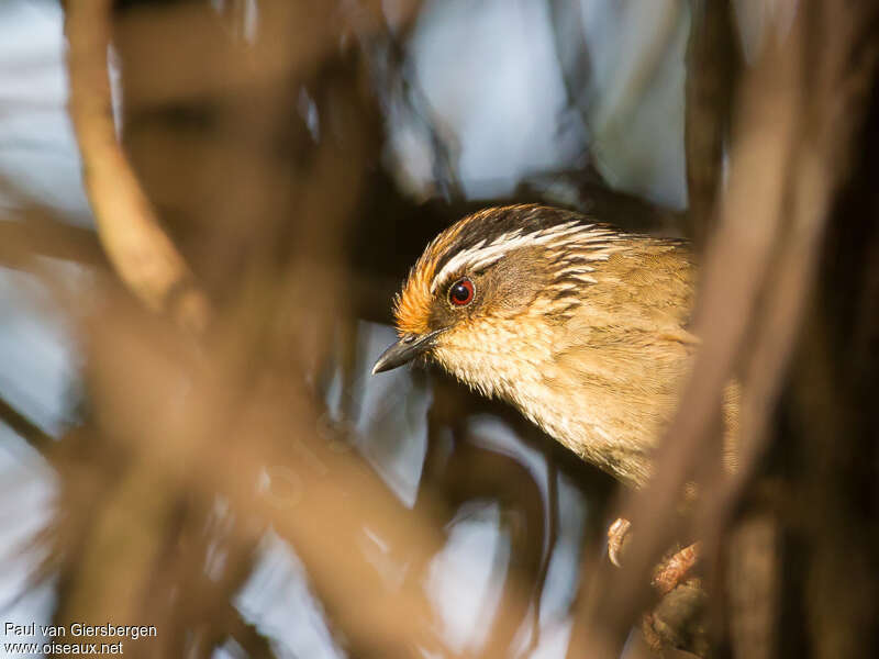 Rusty-capped Fulvettaadult