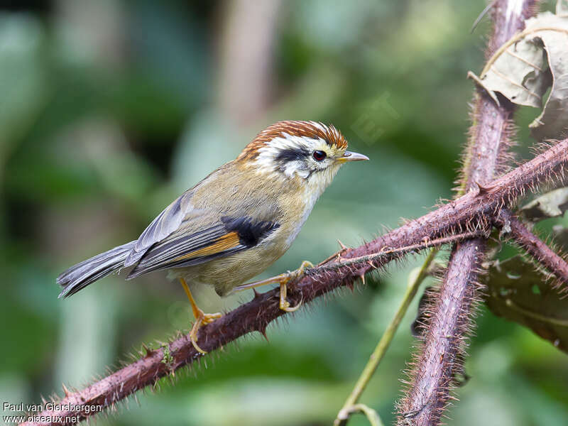 Alcippe à tête marronadulte, identification