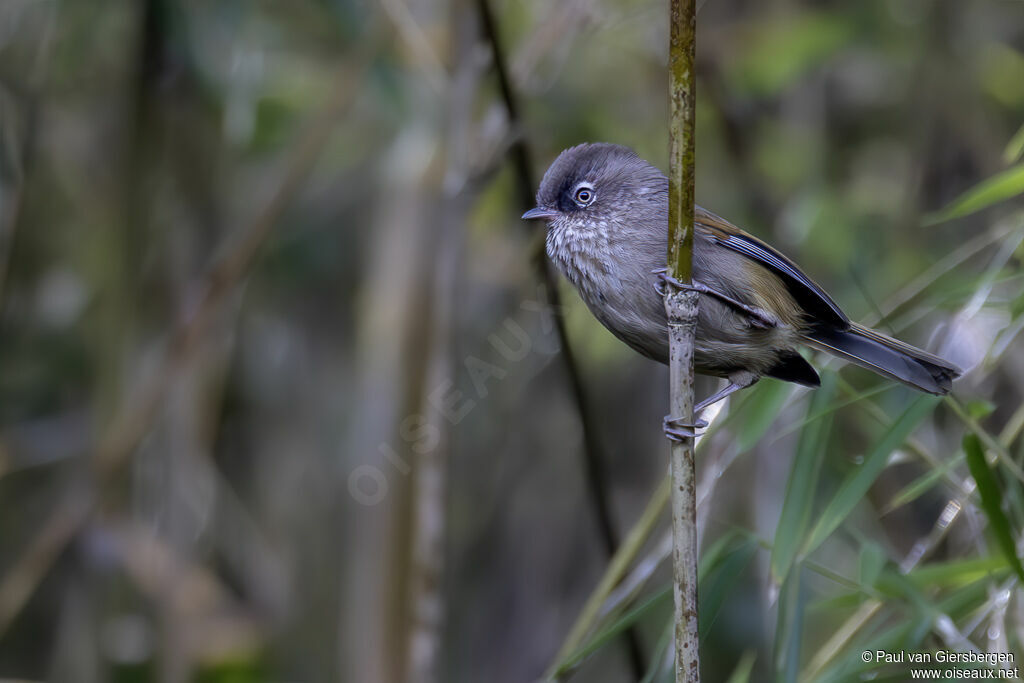 Taiwan Fulvettaadult