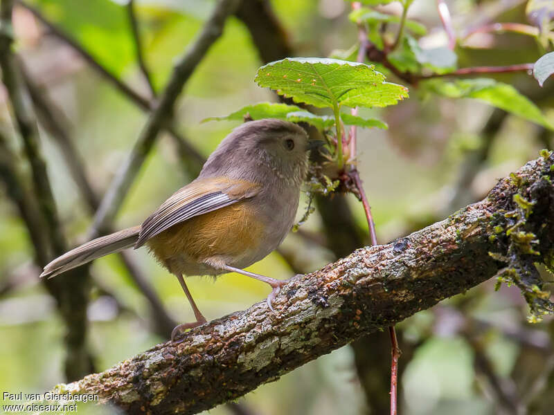 Manipur Fulvettaadult, identification