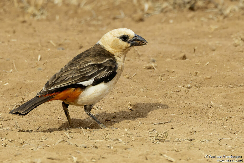 Alecto à tête blancheadulte