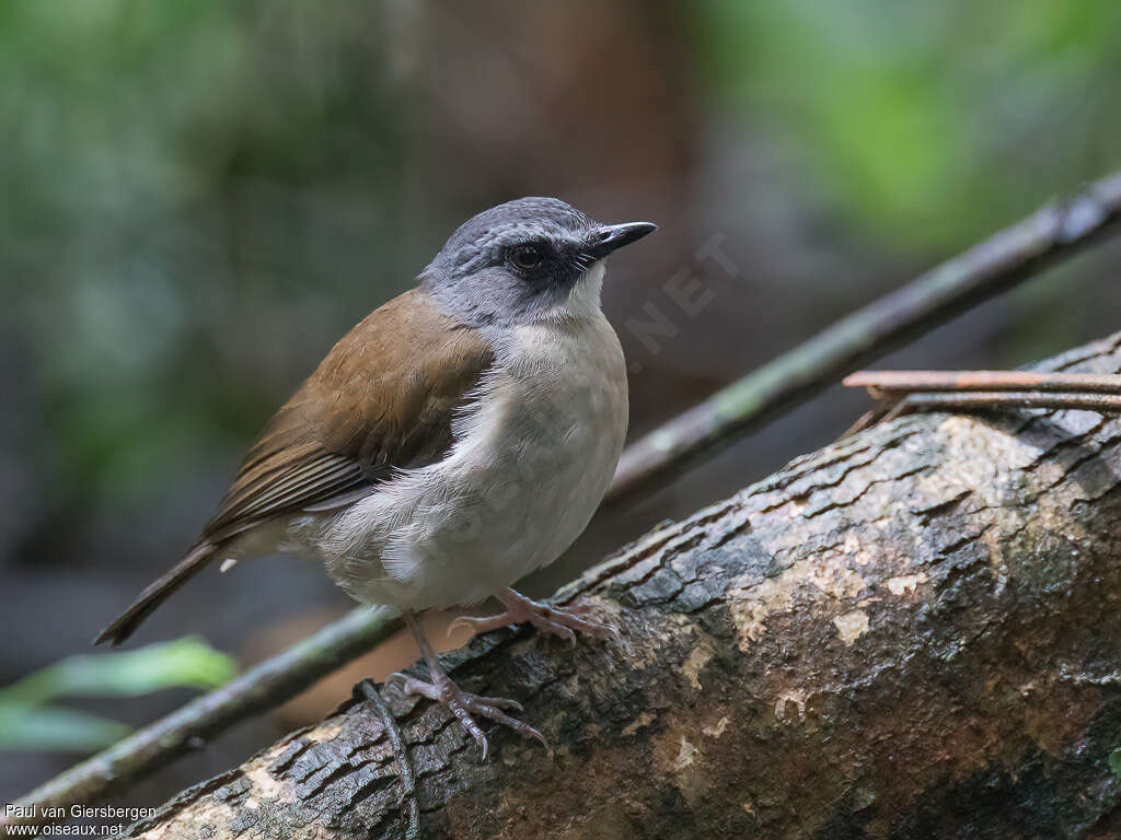 Brown-chested Aletheadult, identification