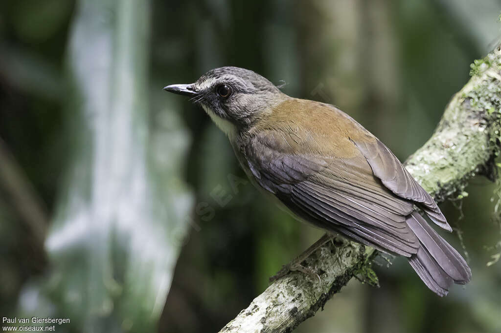 Brown-chested Aletheadult, identification