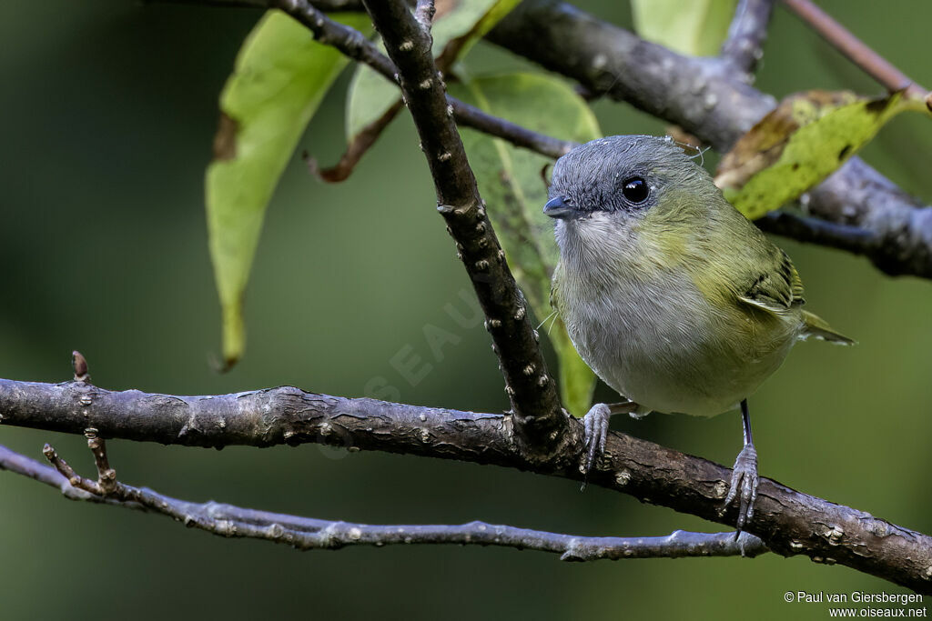Allotrie verteadulte