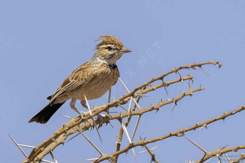 Alouette à collieradulte