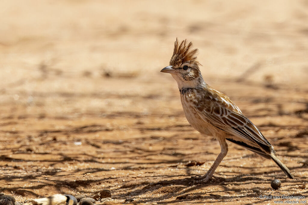Alouette à collieradulte