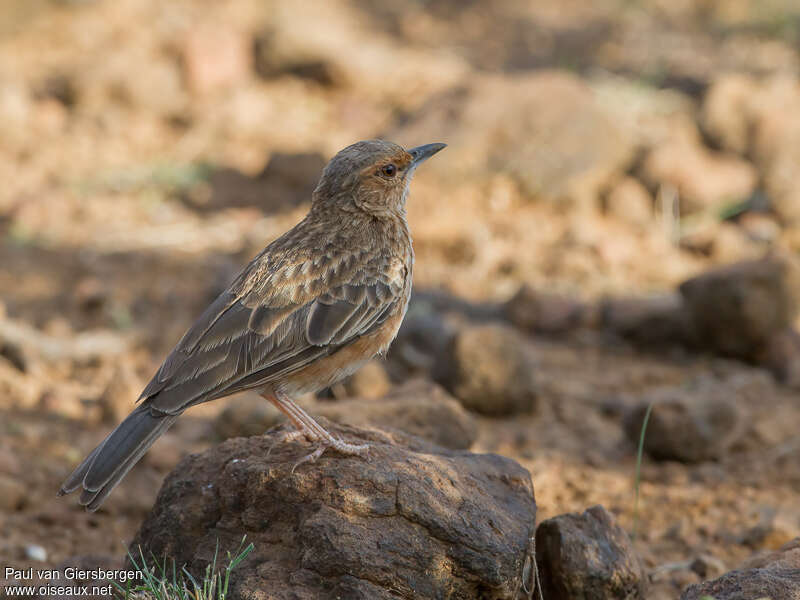 Pink-breasted Larkadult, habitat