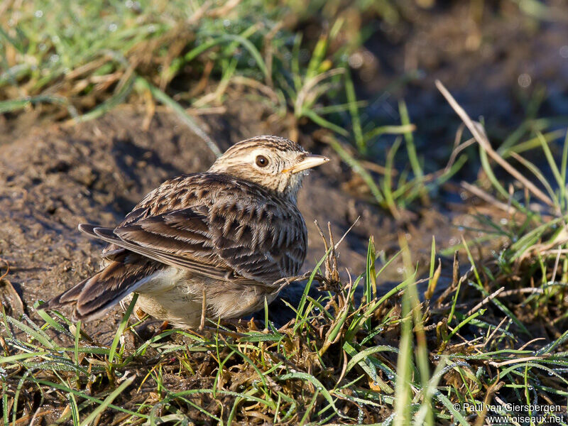 Eurasian Skylark