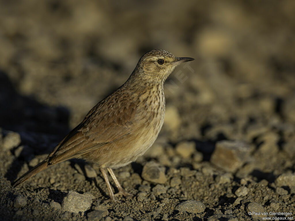 Alouette du Transvaaladulte