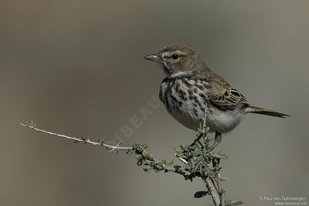 Alouette ferrugineuseadulte