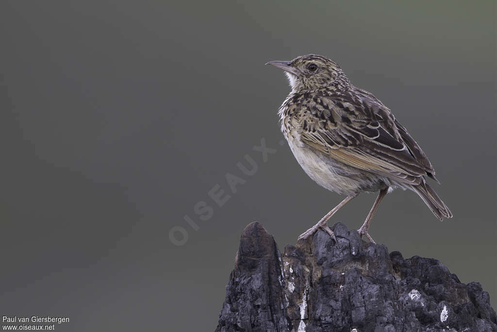Plateau Larkadult